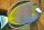 Acanthurus japonicus - Philippinen Doktorfisch
