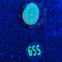 Scolymia australis WYSIWYG 0655