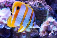 Chelmon Rostratus - Orangebinden Pinzettfisch XL 12-14cm