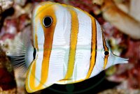 Chelmon Rostratus - Orangebinden Pinzettfisch XL 12-14cm