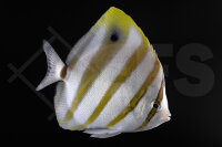 Parachaetodon ocellatus - Segelfalterfisch -...