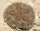 Clypeaster australasiae - Sanddollar