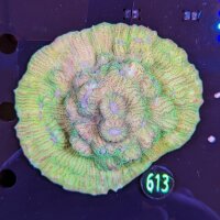 Echinophyllia Chalice Sp. Grün Ultra WYSIWYG 0613