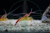 Lysmata amboinensis - Weißband Putzergarnele...