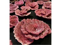 Real Reef Plate Corals (10 St.) 25 kg