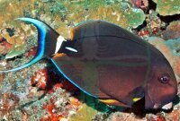 Acanthurus leucocheilus - Weisslippen Doktorfisch