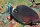 Acanthurus leucocheilus - Weisslippen Doktorfisch