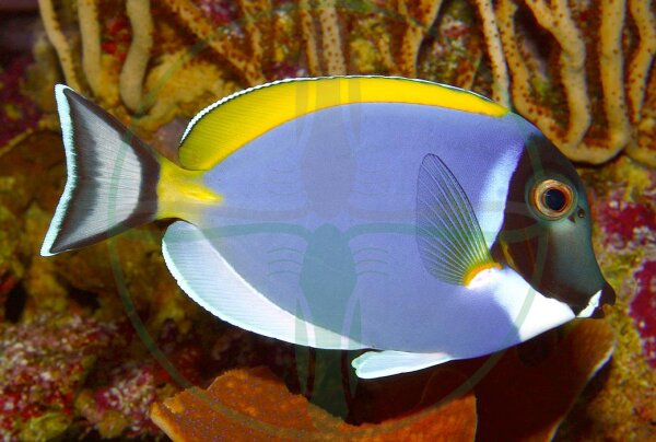 Acanthurus leucosternon - Weißkehl Doktorfisch