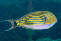 Acanthurus lineatus - Blaustreifen Doktorfisch