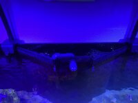 D-D AQUA-Pro Reef 1200 Anthracite Gloss 120x60x56cm Aquariumsystem mit Holzschrank