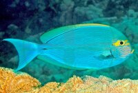 Acanthurus mata - Augenfleck Doktorfisch