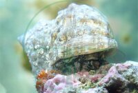 Turbo fluctuosus - Mexikanische Turbo Schnecke