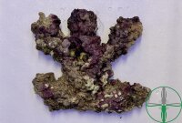 Nachhaltiges Lebendgestein - Lebendes Riffgestein Indonesien