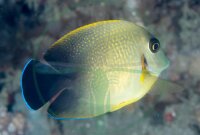 Acanthurus chronixis - Vroliki Mimikrydoktorfisch
