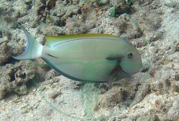 Acanthurus nigricauda - Achselklappen Doktorfisch