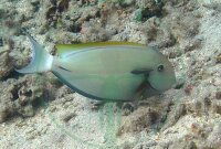 Acanthurus nigricauda - Achselklappen Doktorfisch