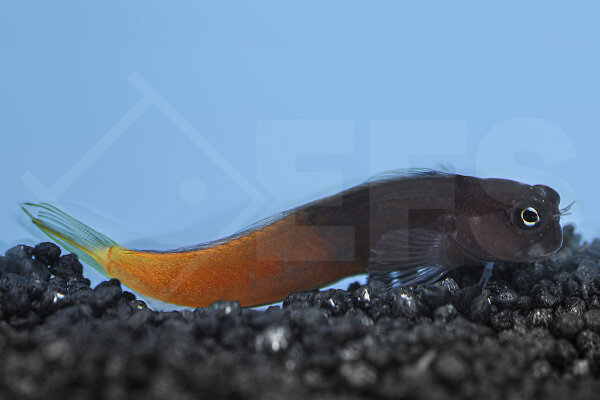Ecsenius bicolor - Zweifarbiger Schleimfisch