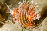 Dendrochirus brachypterus - Kurzflossen Zwergfeuerfisch