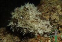 Dolabella auricularia (Seehase)