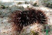 Tripneustes Gratilla - Weißspitzen Pfaffenhut Seeigel