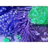 Aqua Medic TopView 200 Sicht- und Fotoglas
