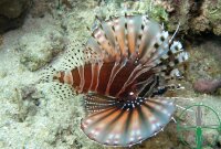 Dendrochirus zebra - Zebra Zwergfeuerfisch