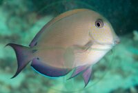Acanthurus nigrofuscus - Goldtupfen Doktorfisch