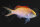 Pseudanthias Dispar - Sichel Fahnenbarsch