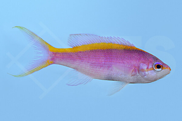 Pseudanthias Tuka - Lila Fahnenbarsch