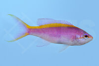 Pseudanthias Tuka - Lila Fahnenbarsch