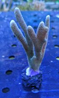 Montipora digitata - Kleinpolypige Steinkoralle Blau...