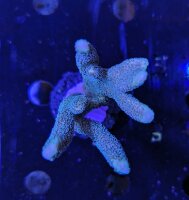 Montipora digitata - Kleinpolypige Steinkoralle Blau...