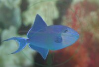 Odonus Niger - Rotzahn Drückerfisch