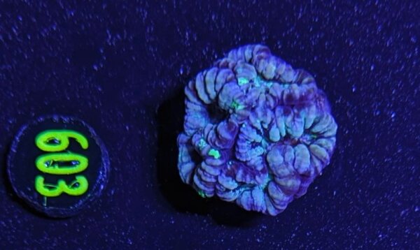Australophyllia wilsoni WYSIWYG 0603