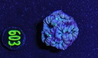 Australophyllia wilsoni WYSIWYG 0603