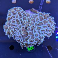 Fimbriaphyllia ancora WYSIWYG 0626