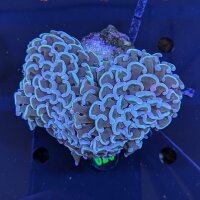 Fimbriaphyllia ancora WYSIWYG 0626