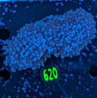 Euphyllia divisa aussi WYSIWYG 0620