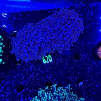 Euphyllia divisa aussi WYSIWYG 0620