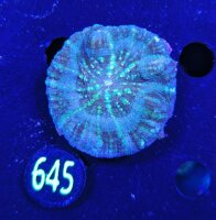 Scolymia australis WYSIWYG 0645