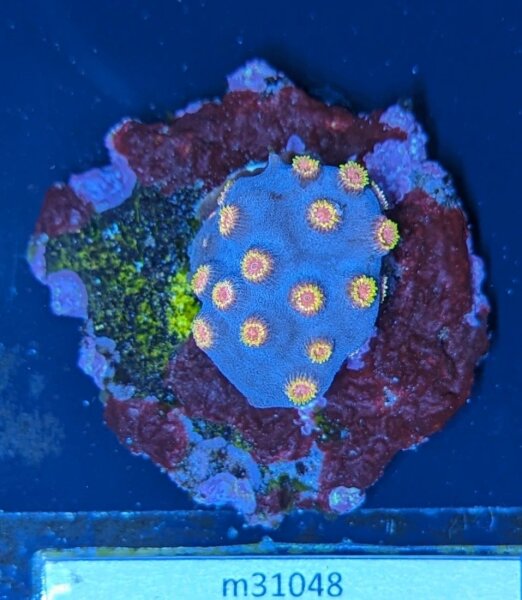 Cyphastrea sp. - Meterorschauer Koralle Lila/Roter Mund Deutsche Nachzucht 0019