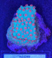 Cyphastrea microphthalma - Meterorschauer Koralle Jingle...