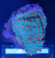 Cyphastrea microphthalma - Meterorschauer Koralle Jingle...