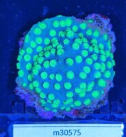 Cyphastrea decadia - Meterorschauer Koralle Green...