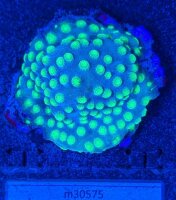 Cyphastrea decadia - Meterorschauer Koralle Green...