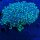 Euphyllia divisa  aussi WYSIWYG 0612