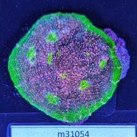 Echinophyllia echinoporoides - Kelchkoralle Watermelon...
