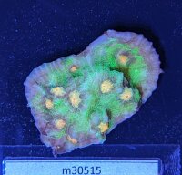 Echinophyllia sp. - Kelchkoralle Raja Rampage Deutsche...