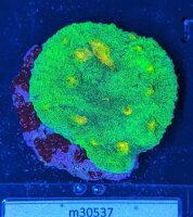 Echinophyllia sp. - Kelchkoralle Space Invader  Deutsche...