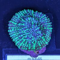 Echinophyllia sp. - Kelchkoralle Acid Rain Deutsche...